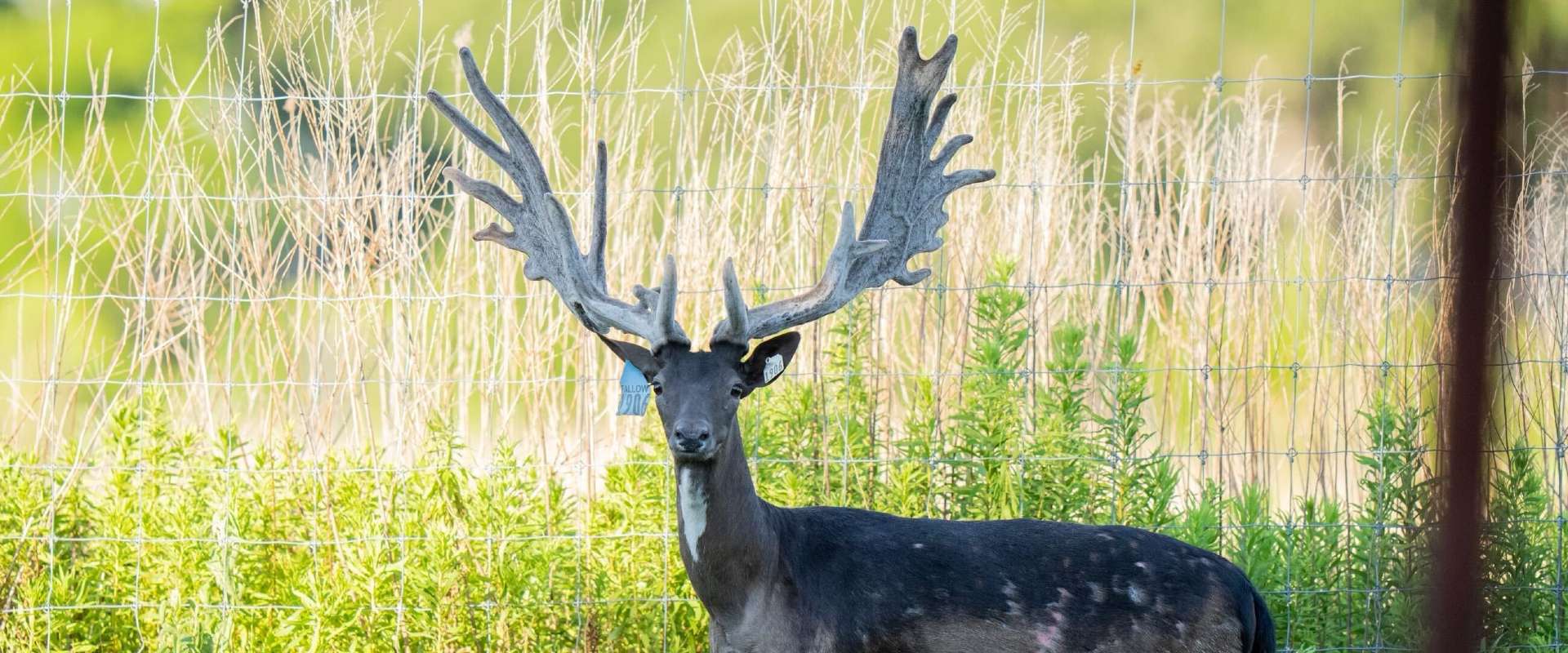 Fallow Deer Breeding Fallow Deer Breeding