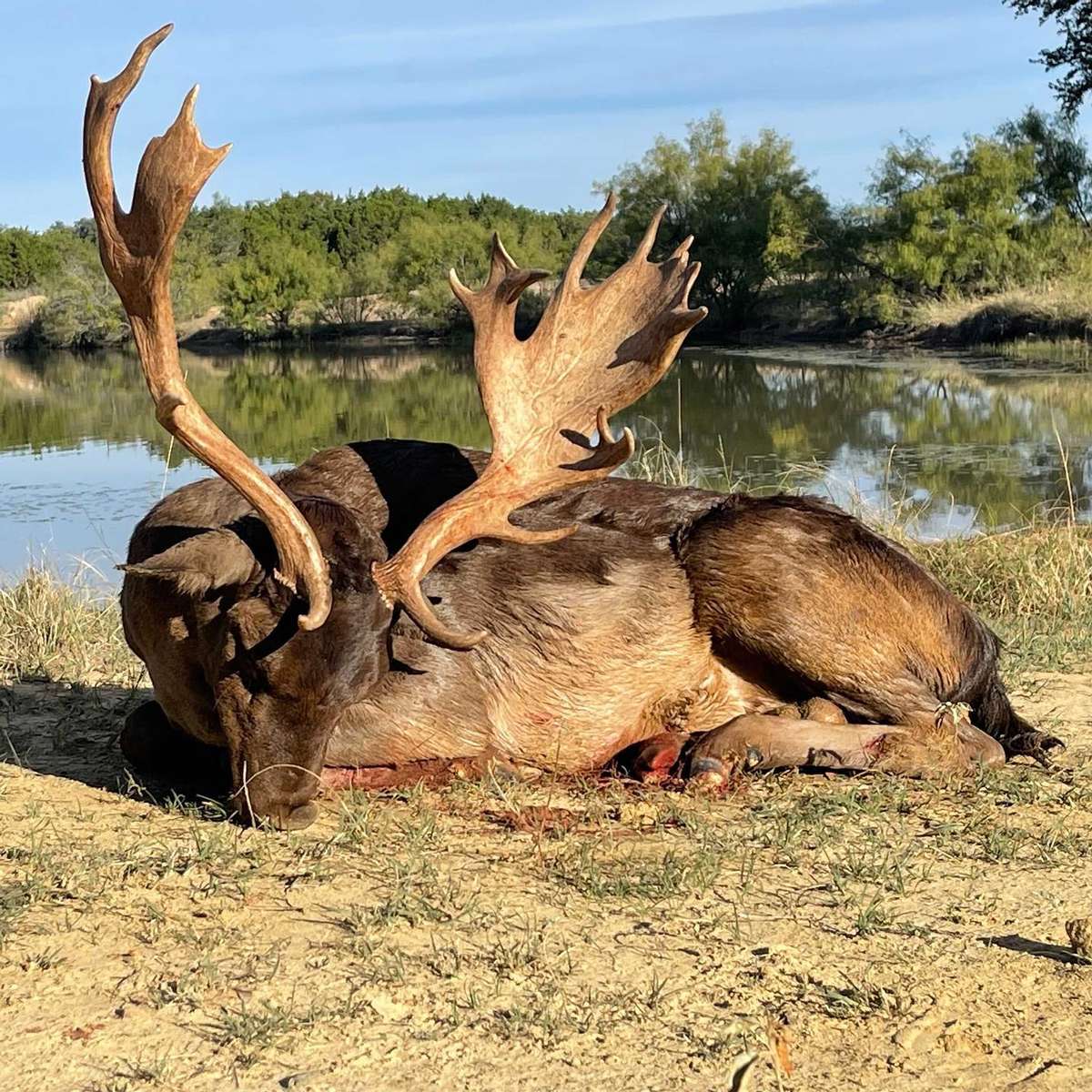 Fallow Deer Hunts in Texas