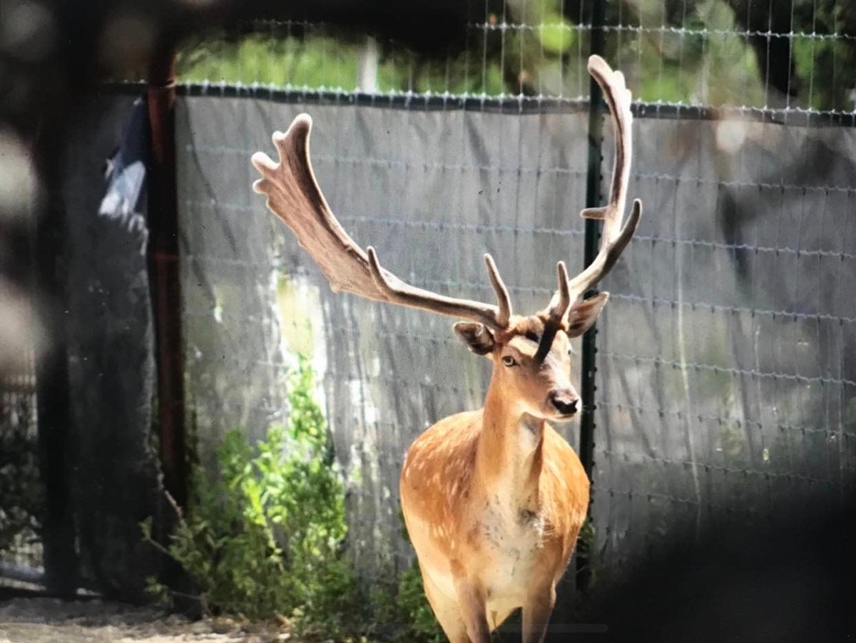 DMP DMP Fallow Bucks