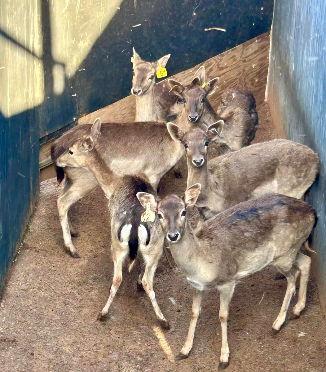 Fallow Deer Auctions Fallow Deer Auctions in Texas