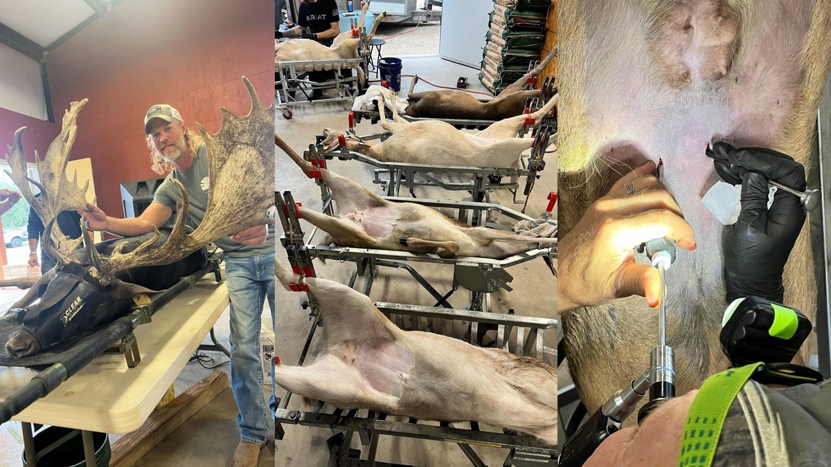 Fallow Deer AI/Semen
