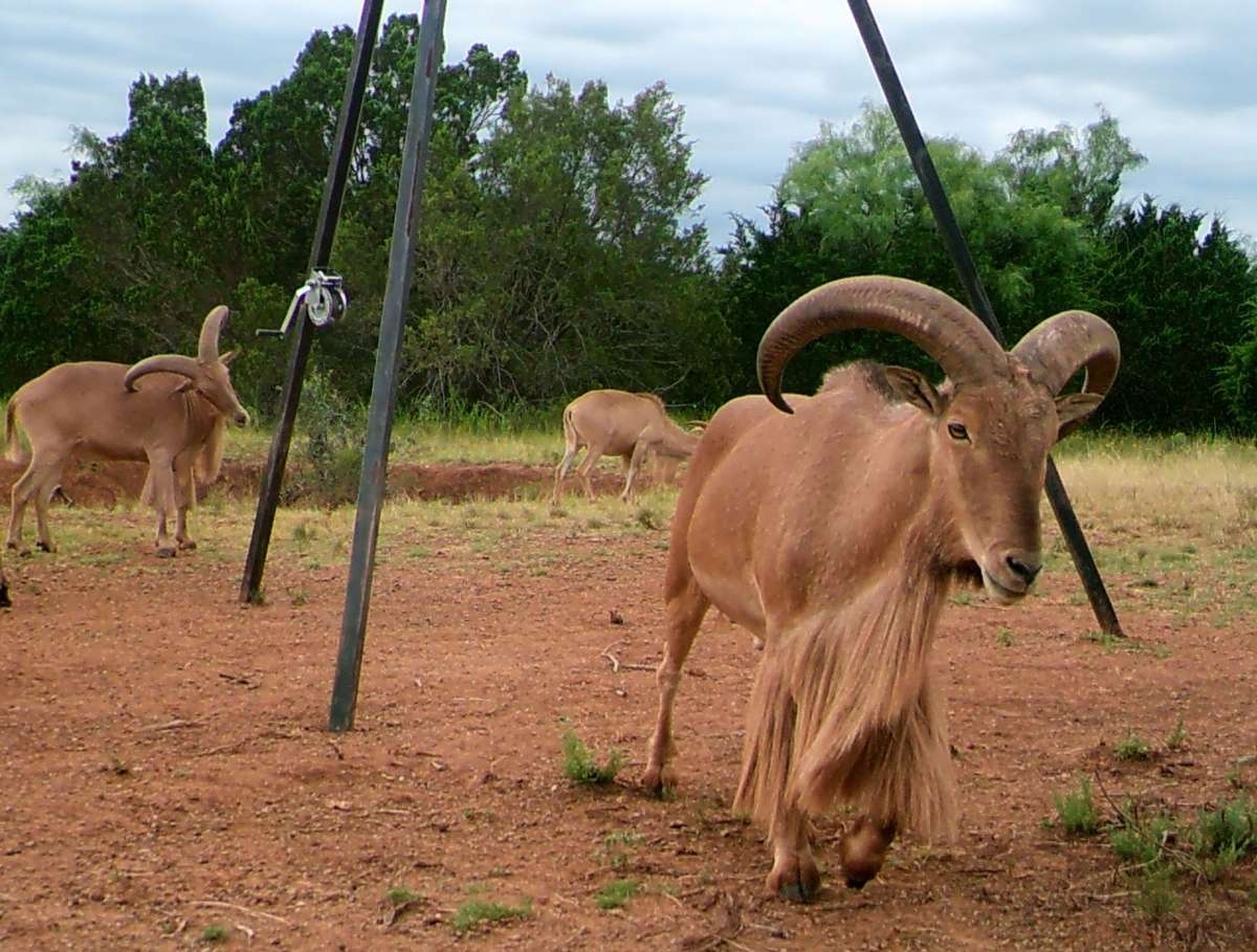 Overview Aoudad Sheep in Texas