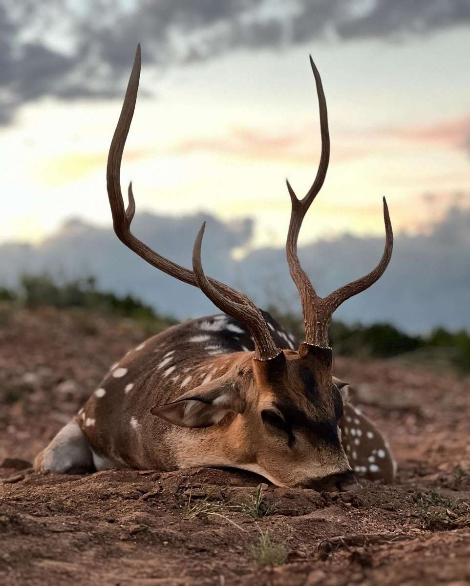 Guided Axis Deer Hunts In Texas Axis Hunting In The Hill Country Guided Axis Deer Hunts In Texas Axis Hunting In The Hill Country