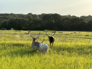Fallow Deer Breeder in Texas | Trophy Fallow Breeder Bucks & AI